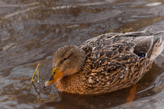 Anas platyrhynchos
