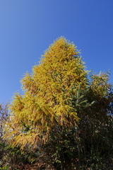 Larix potaninii himalaica