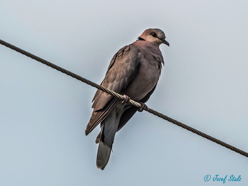 Red-eyed Dove