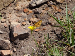 Pardopsis punctatissima
