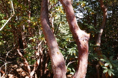 Rhododendron barbatum