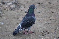 Columba livia domestica