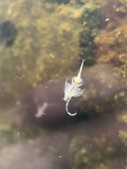 Artemiidae