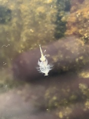 Artemiidae
