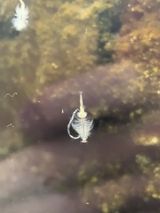 Artemiidae