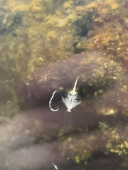 Artemiidae