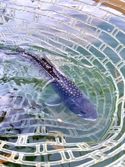 Salvelinus confluentus