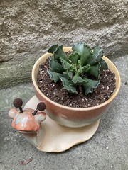 Adromischus cristatus