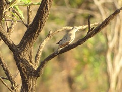 Turtur abyssinicus
