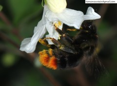 Bombus ignitus