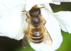 Osmia excavata