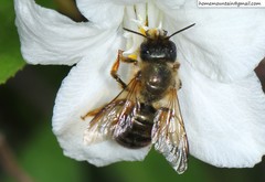 Osmia pedicornis