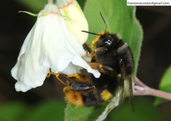 Bombus ganjsuensis