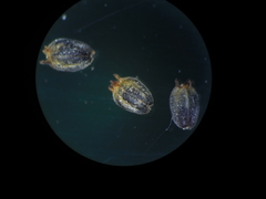 Knoxia sumatrensis