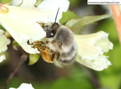Anthophora melanognatha