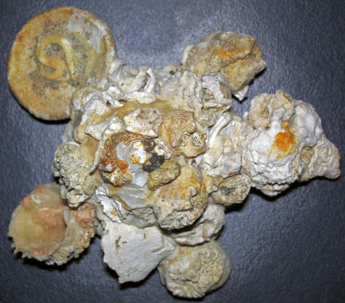 American Carriersnail