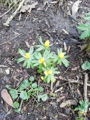 Eranthis hyemalis