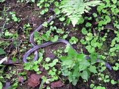 Gymnophiona