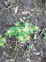 Eranthis hyemalis