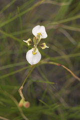 Moraea tricuspidata