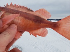 Sebastes mentella