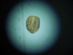 Euphorbia pycnostegia