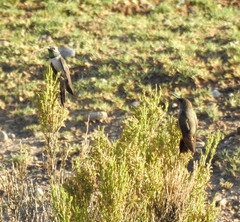 Oreotrochilus estella