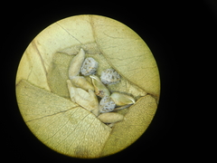Euphorbia pycnostegia