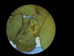 Euphorbia pycnostegia