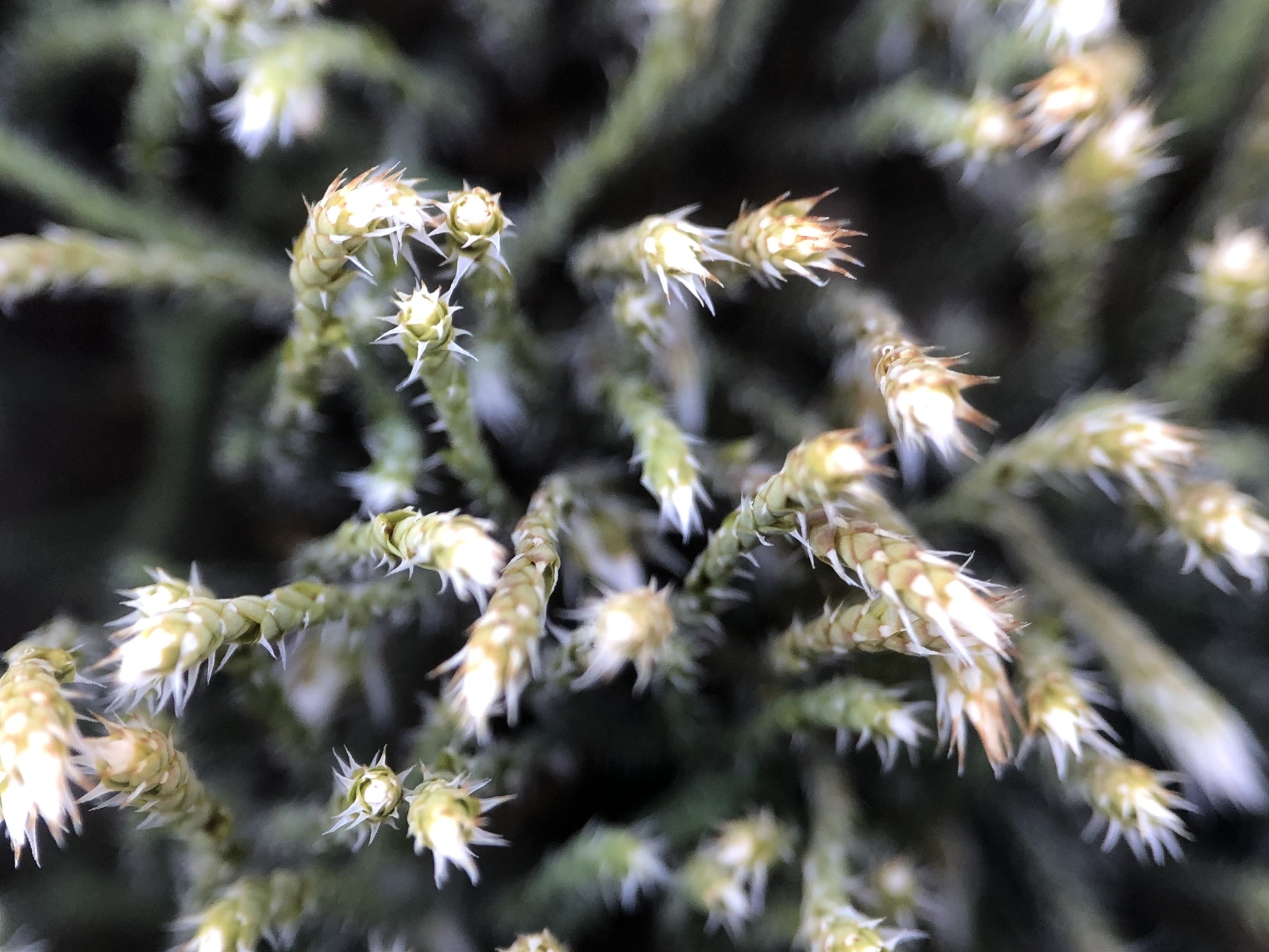 Hedwigia