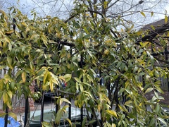 Chrysojasminum humile
