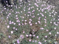 Dianthus campestris