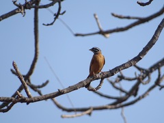 Emberiza goslingi