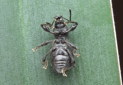 Otiorhynchus ovalipennis