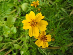 Bidens anthemoides