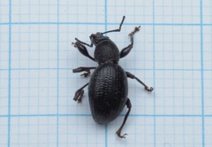Otiorhynchus ovalipennis