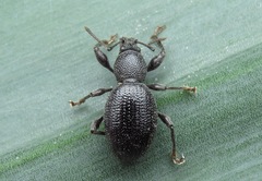 Otiorhynchus ovalipennis