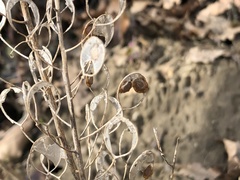 Alyssoides utriculata