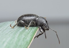 Otiorhynchus ovalipennis