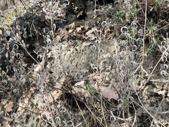 Alyssoides utriculata