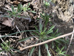 Alyssoides utriculata