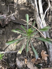 Alyssoides utriculata