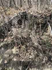 Alyssoides utriculata