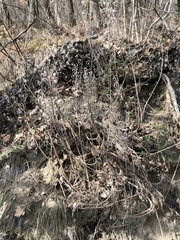 Alyssoides utriculata