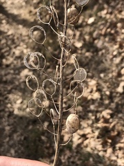 Alyssoides utriculata