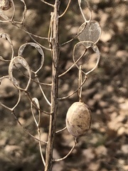 Alyssoides utriculata