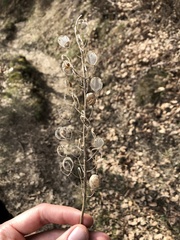 Alyssoides utriculata