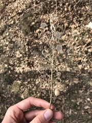 Alyssoides utriculata