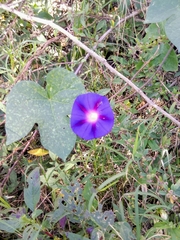 Ipomoea purpurea