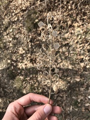 Alyssoides utriculata